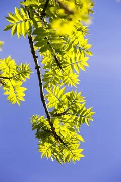 Leaves on an Ash tree. Stock Photos