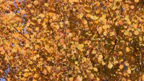 The leaves of the aspen trees gently shake in the autumn wind Stock Footage 289856226