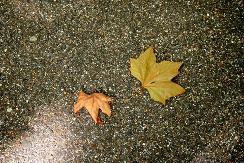 Leaves on the asphalt fall Stock Photos