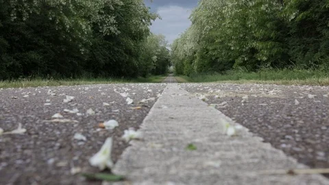 Leaves on the Asphalt Road Stock Footage 100125461