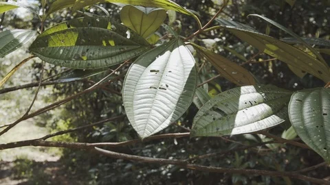 Leaves on an atlantic forest tree Video stock 127477464