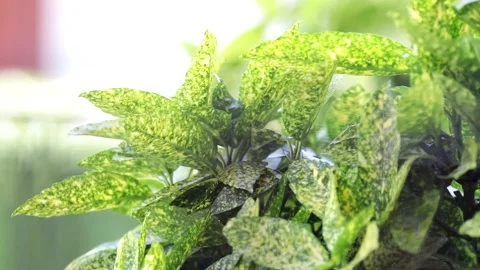 Leaves of an Aucuba plant Stock Footage 244570821