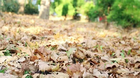 Leaves in Autumn Stock Footage 9855405