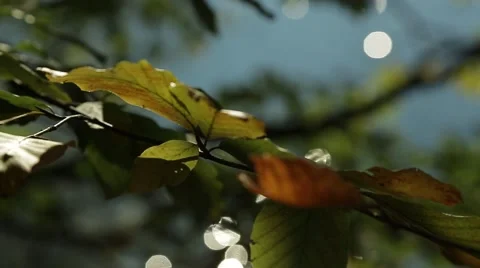 Leaves of Autumn Video stock 47823655