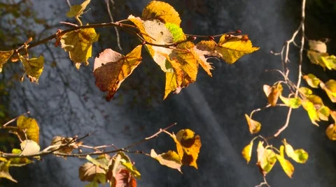 Leaves in autumn Stock Footage 68163435