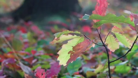 Leaves in the autumn Stock Footage 84688591