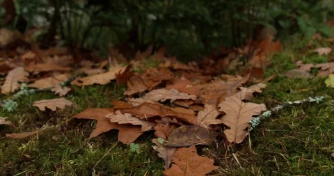 Leaves in autumn Stock Footage 101358742