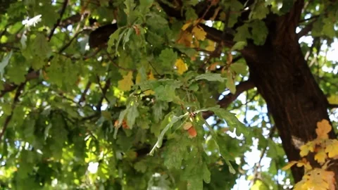 Leaves in autumn Stock Footage 221148436