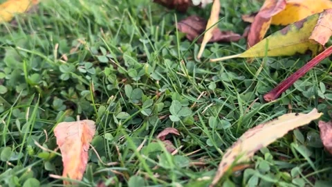 Leaves in autumn Stock Footage 289296887