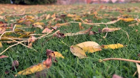 Leaves in autumn Stock Footage 289296981