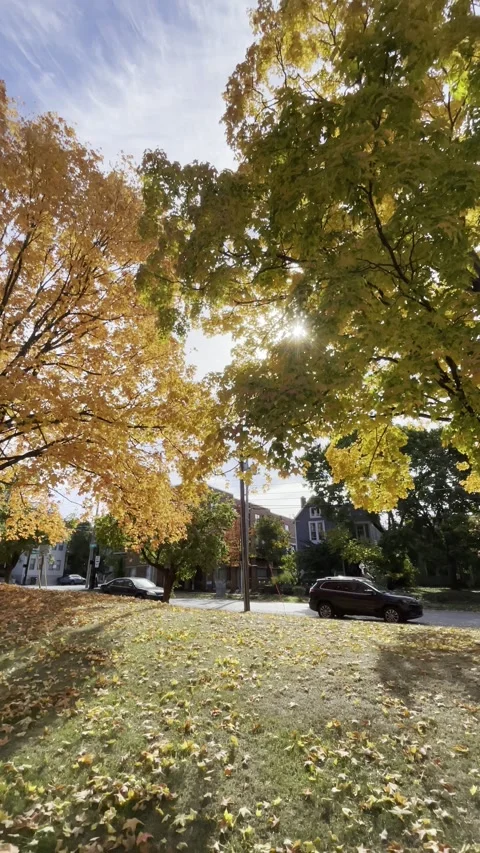 Leaves in Autumn Видео 295461214