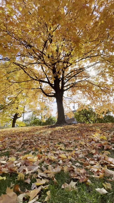 Leaves in Autumn Видео 295461276