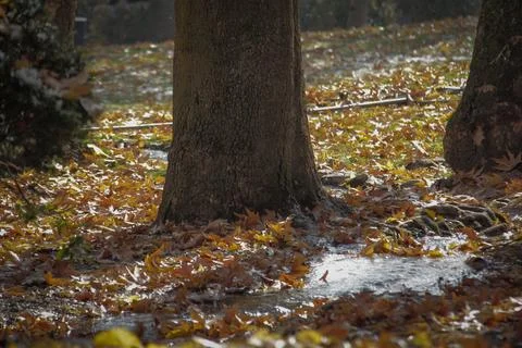 Leaves in autumn Stock Photos