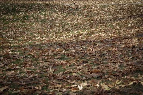 Leaves in autumn Stock Photos