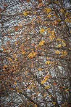 Leaves in autumn Stock Photos