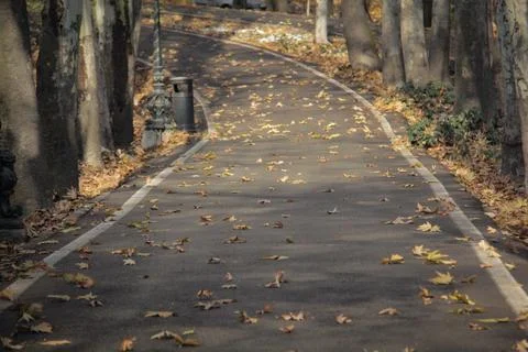Leaves in autumn Stock Photos