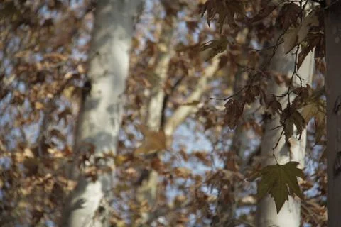 Leaves in autumn Stock Photos