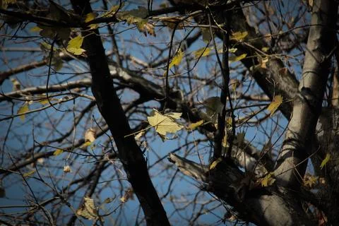 Leaves in autumn Stock Photos