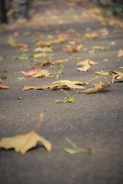 Leaves in autumn Stock Photos