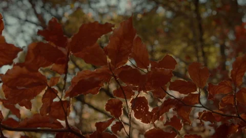 Leaves in autumn. Point of view Stock Footage 253502035