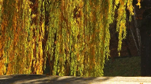 Leaves autumn sun sunlight. Stock Footage 164381069