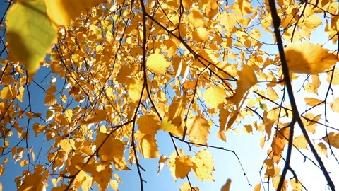 Leaves of Autumn Trees on the Background of the Blue Sky 스톡 동영상 103803495