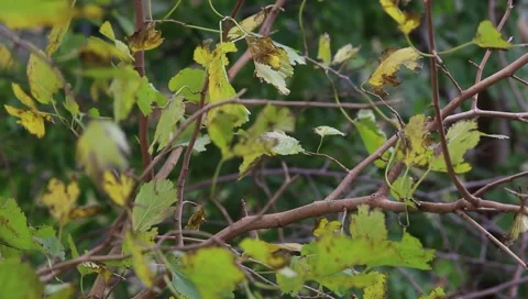 Leaves in the autumn wind Stock Footage 154496953