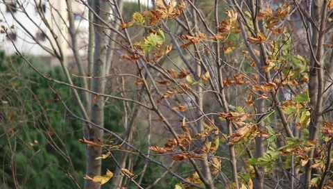 Leaves in the autumn wind Stock Footage 154497247