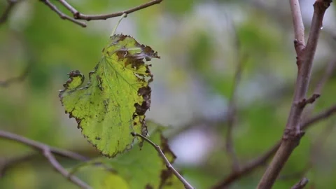 Leaves in the autumn wind Stock Footage 154499575
