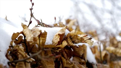 Leaves Autumn Winter Video stock 85885982