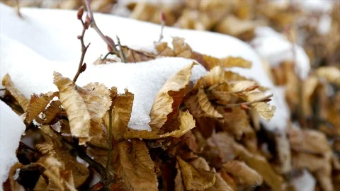 Leaves Autumn Winter Video stock 85886996