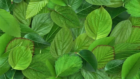Leaves Background in a 3D animation Stock Footage 235654305