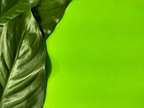 Leaves background and textures Stock Photos