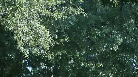 Leaves background Stock Footage 10590404