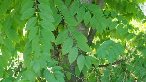 Leaves Background, Green Leaf wind blowing Stock Footage 279539020