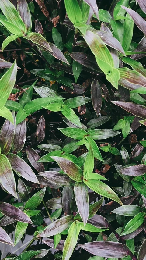 Leaves background, herb, tree, flower, nature, leaves, healthy, organic, spring, Stock Footage 237620464