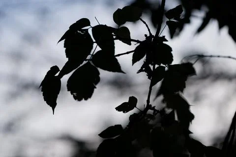 Leaves background light Stock Photos
