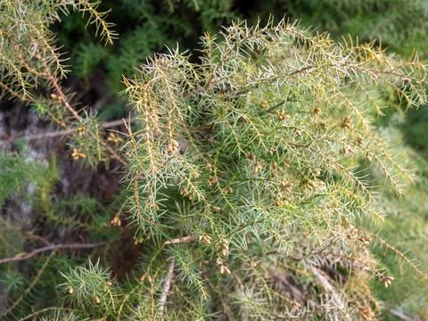 Leaves background. Needles instead of leaves. Coniferous tree branches. Nat.. Stock Photos