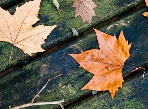 Leaves background outdoors Stock Photos