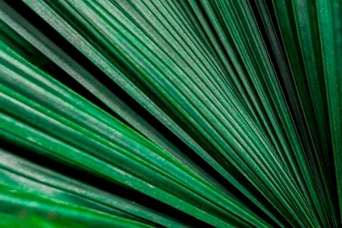 Leaves background pattern texture. Stock Photos