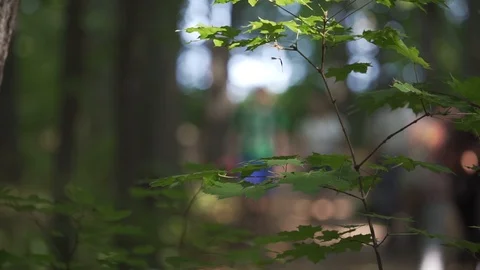 Leaves on the background of people Stock Footage 99835185