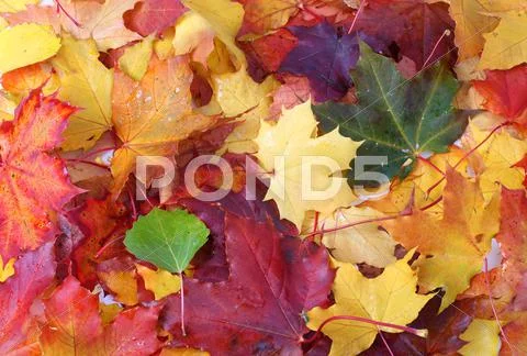 Leaves background. Stock Photos