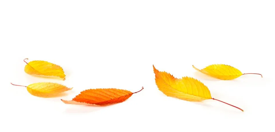 Leaves background Stock Photos