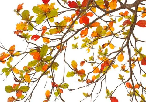 Leaves background Stock Photos