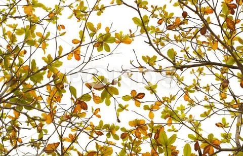 Leaves background Stock Photos