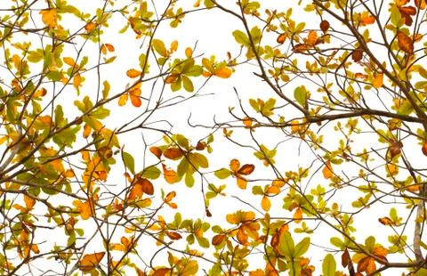 Leaves background Stock Photos