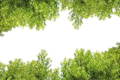 Leaves background Stock Photos