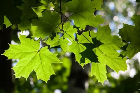 Leaves background Stock Photos