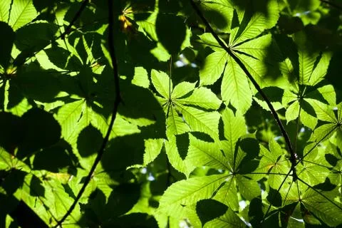 Leaves background Stock Photos