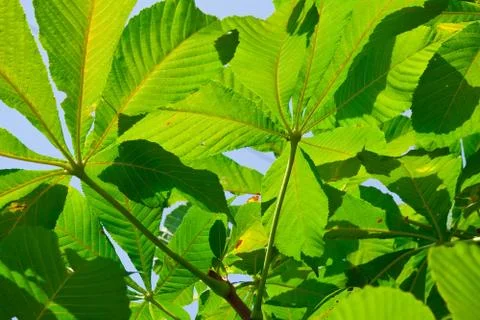 Leaves background Stock Photos